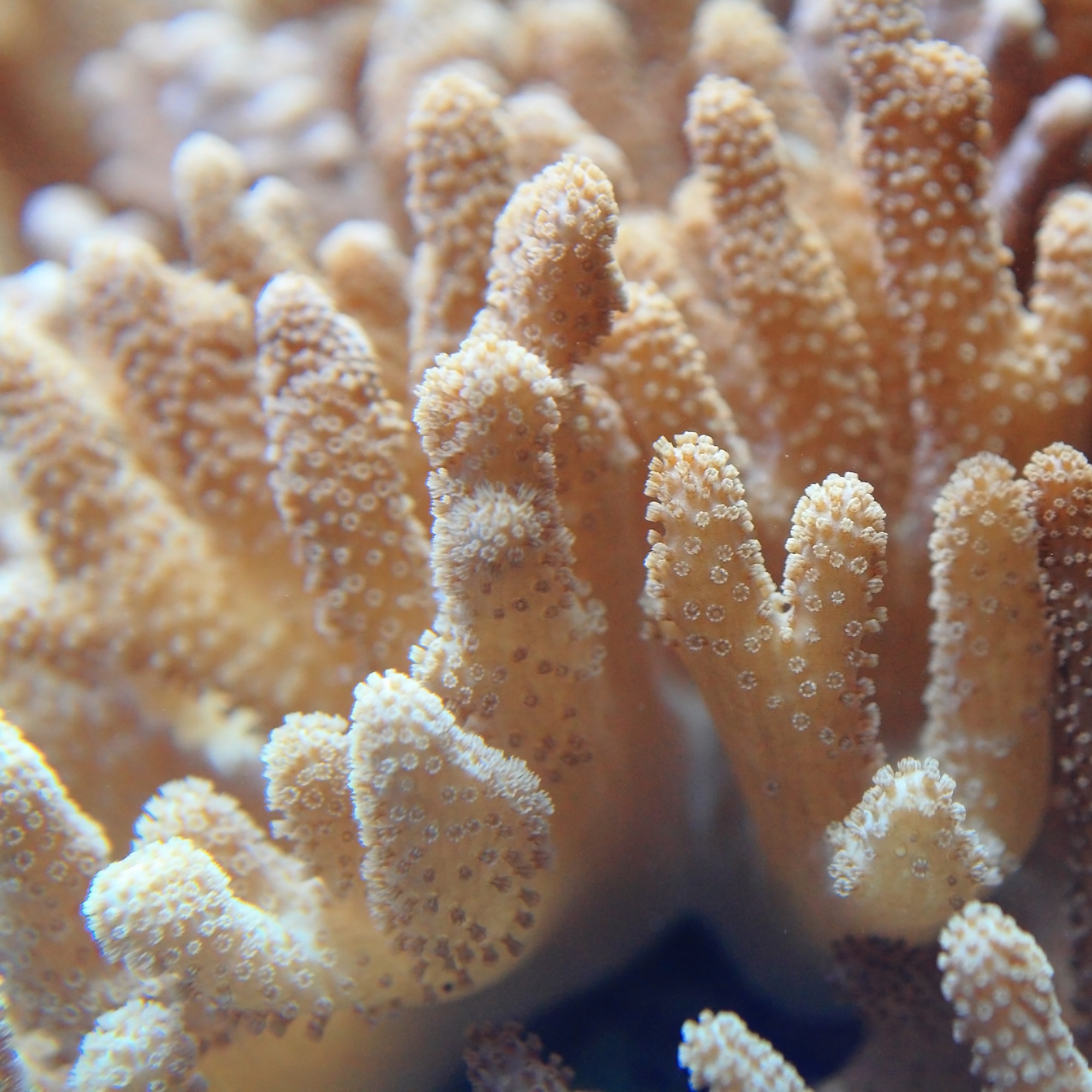 Coral structure