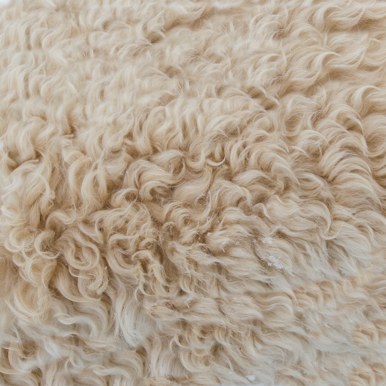 Wool texture